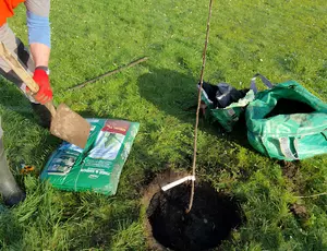 veolia employee planting tree