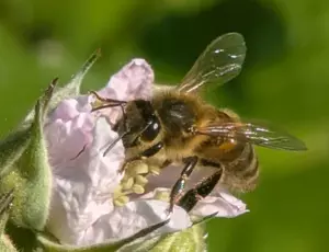 Bee foraging in a flower | Veolia awarded Platinum level for biodiveristy