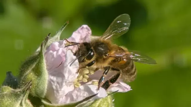 Bee foraging in a flower | Veolia awarded Platinum level for biodiveristy