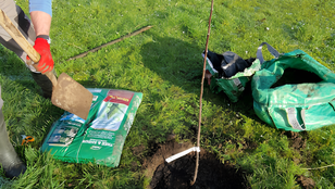 veolia employee planting tree